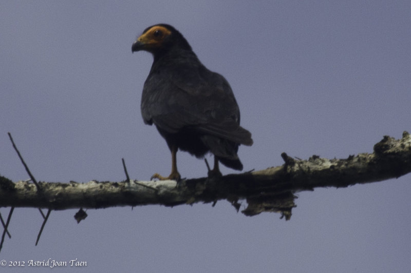 BlackCaracara