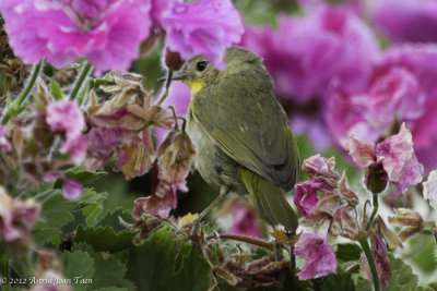 Common Yellowthroat (female)