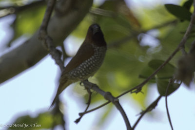 Estrildid Finches