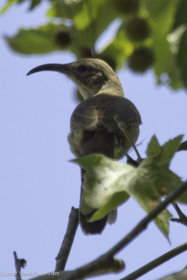 California Thrasher