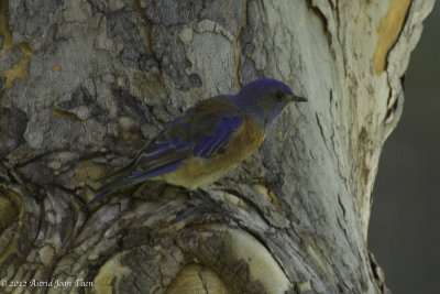 Western Bluebird