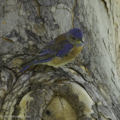 Western Bluebird