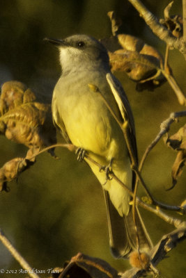 Western Kingbird