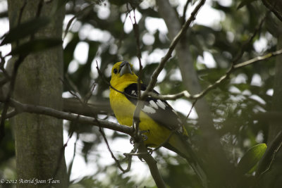 Southern Yellow Grosbeak