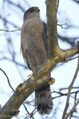 Cooper's Hawk