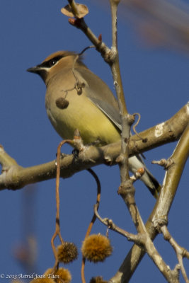 Cedar Waxwing