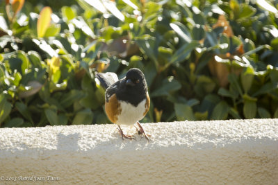 Spotted Towhee