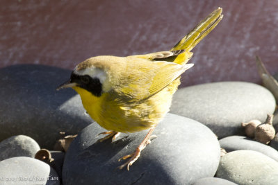 Common Yellowthroat