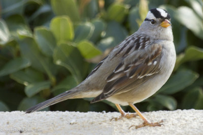 White-Crowned Sparrow