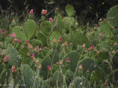 Prickly Pear Cactus