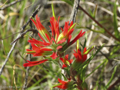 Indian Paintbrush