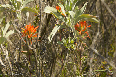 Indian Paintbrush