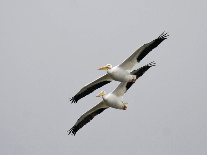 American White Pelican