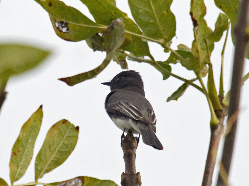 Black Phoebe