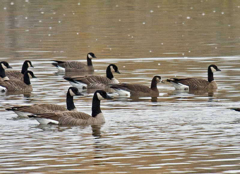 various geese