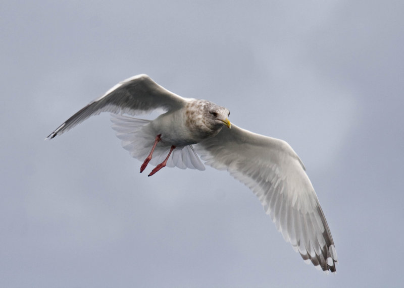 Thayers Gull