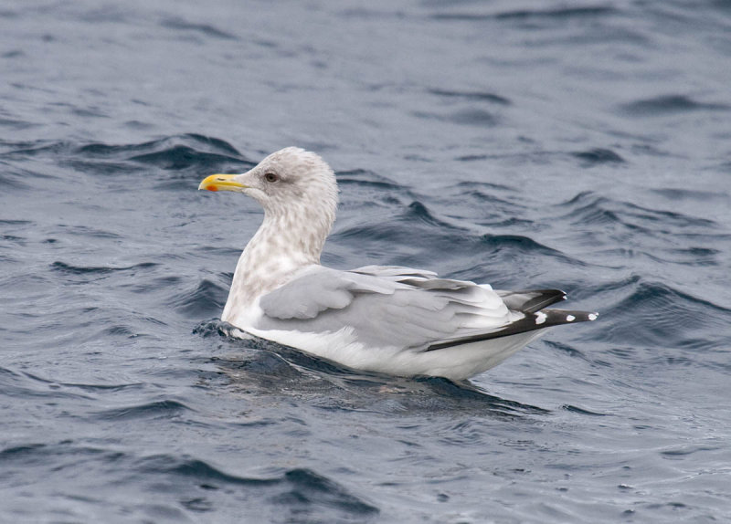 Thayers Gull