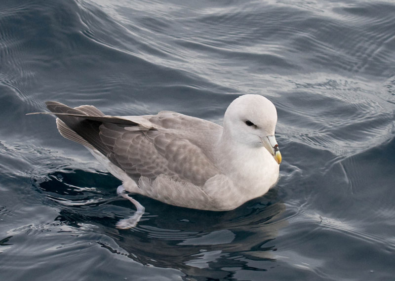 Northern Fulmar