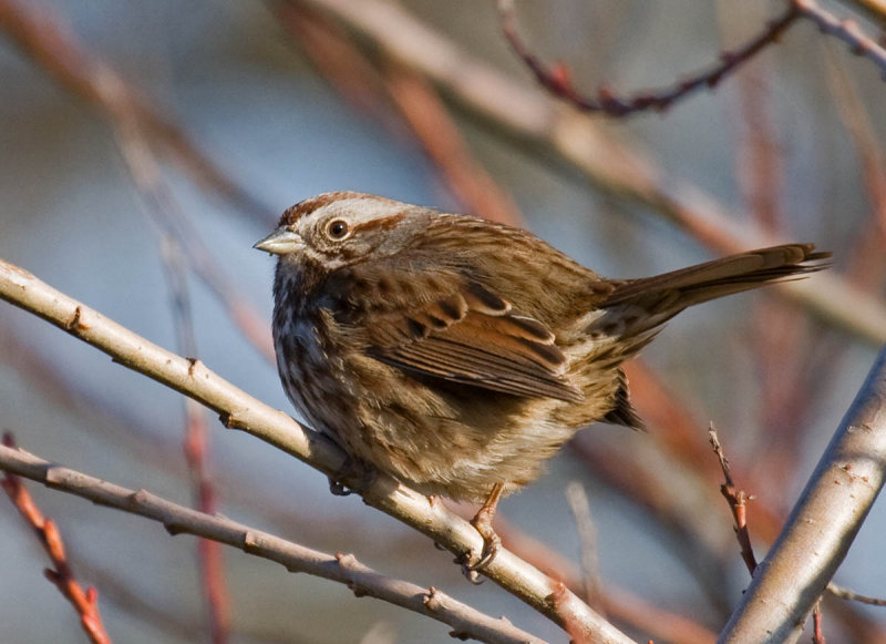 Song Sparrow