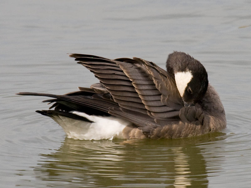 Ridgways Cackling Goose