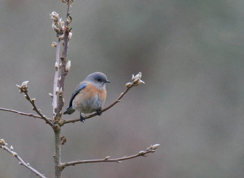 Western Bluebird