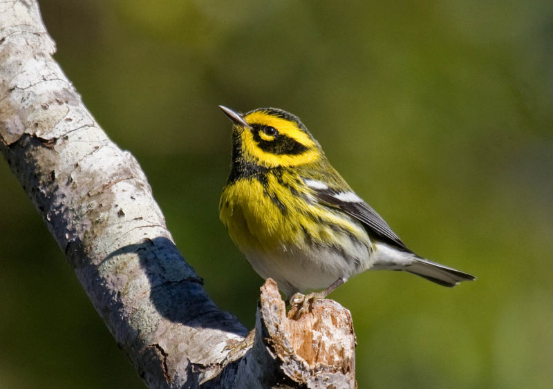 Townsends Warbler