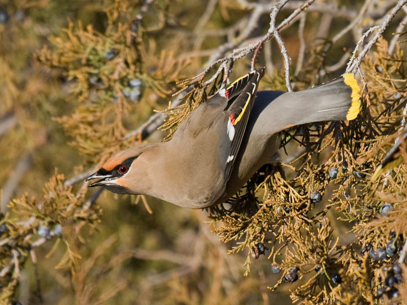Bohemian Waxwing