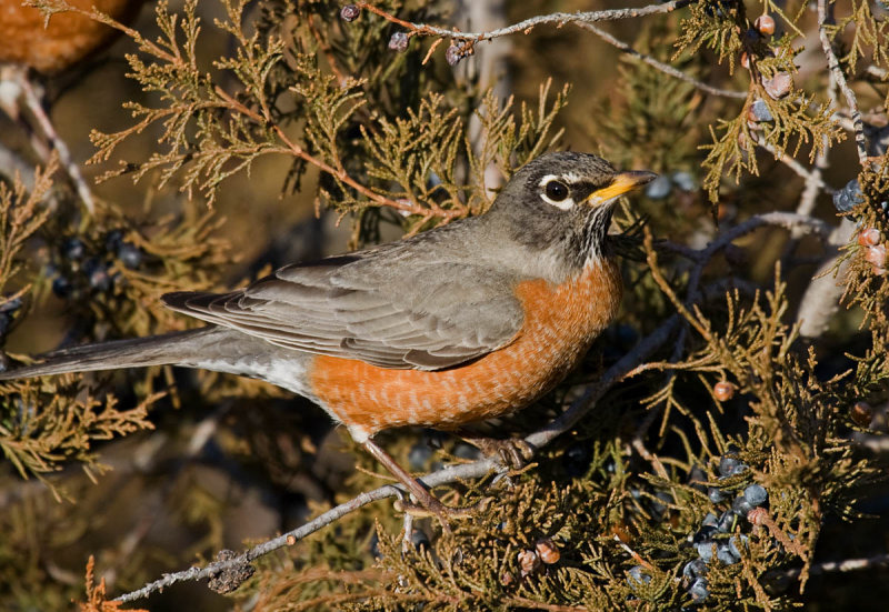 American Robin