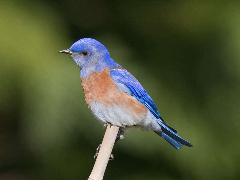 Western Bluebird