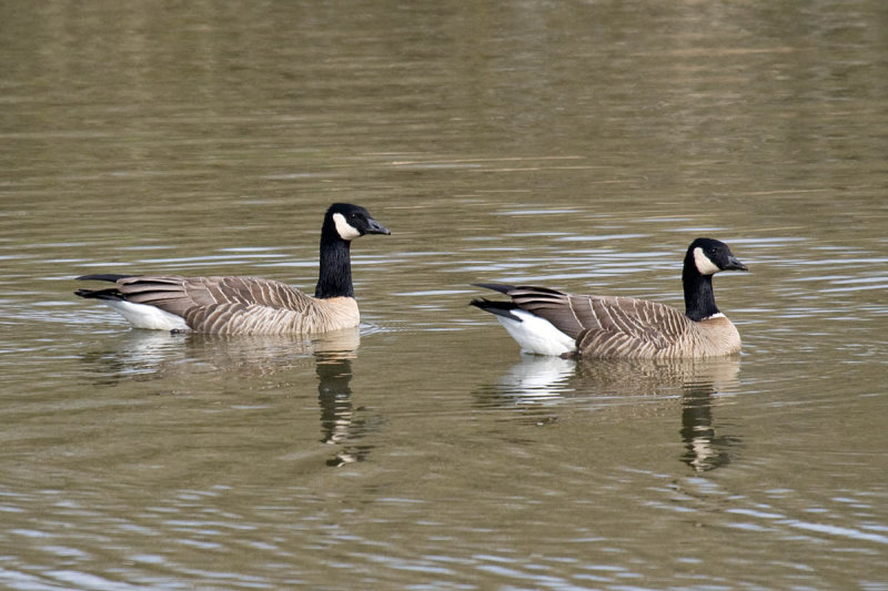 Taverners and Ridgways Cackling Geese