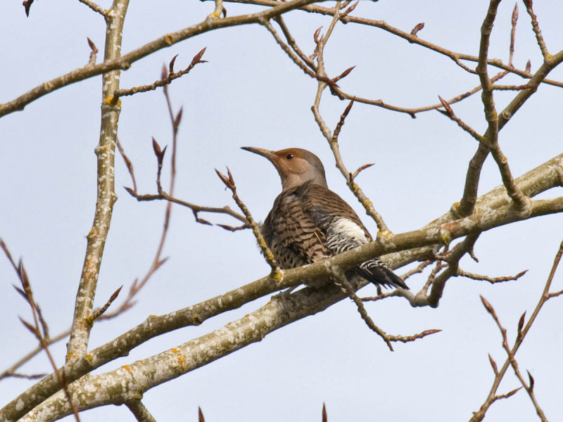 intergrade Flicker