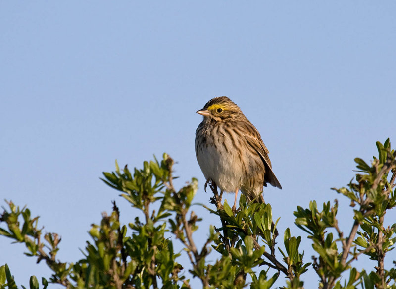 Savannah Sparrow