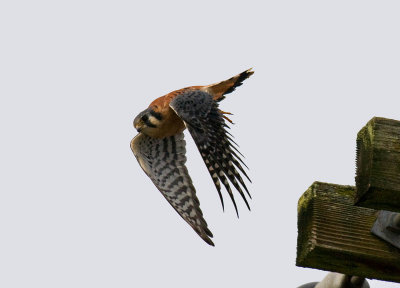 American Kestrel