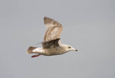 Herring x Glaucous-winged Gull