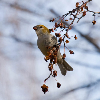 Pine Grosbeak