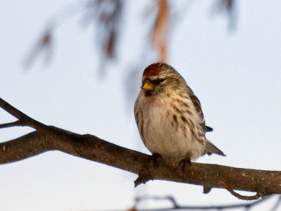 Common Redpoll