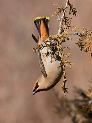 Bohemian Waxwing