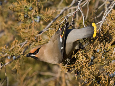 Bohemian Waxwing
