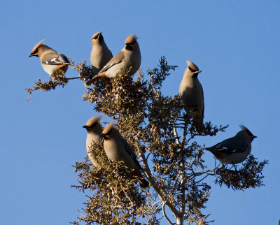 Bohemian Waxwing