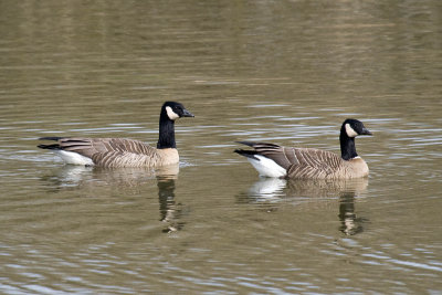 Taverner's and Ridgway's Cackling Geese