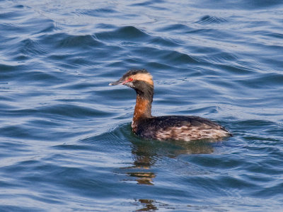 Horned Grebe