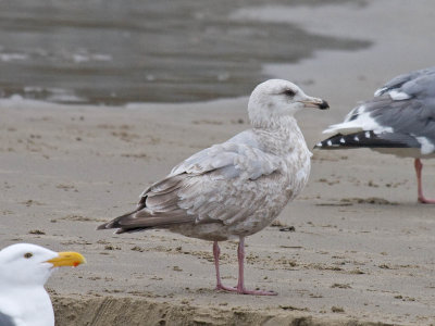 Herring x Glaucous-winged Gull