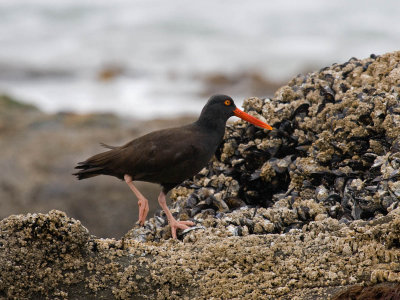 Black Oystercatcher