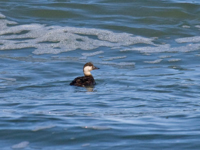 Black Scoter