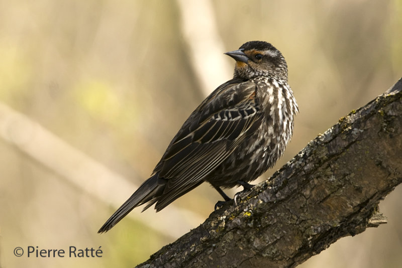 Carouge femelle, RED-WINGED blackbird  female