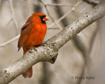 Cardinal rouge, Northern Cardinal