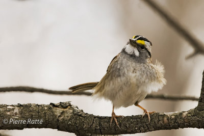 Bruant à gorge blanche, White-throated Sparrow