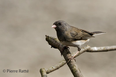 Junco ardoisé, Dark-eye-Junco
