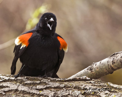 Carouge à épaulettes, Red-winged Blackbird