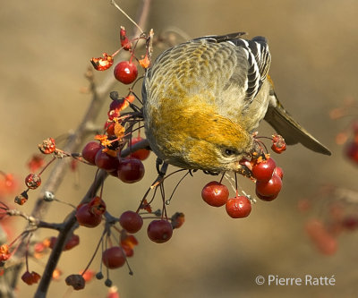Durbec des sapins, Pine Grosbeak (femelle)
